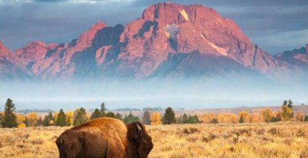 tienda de carnes exóticas