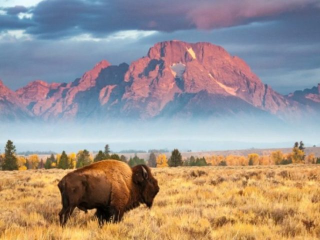 tienda de carnes exóticas