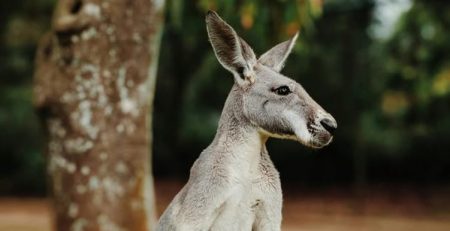Tienda de carnes exóticas